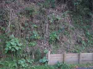 ジオラマ風景サンプル画像/草/斜面の草